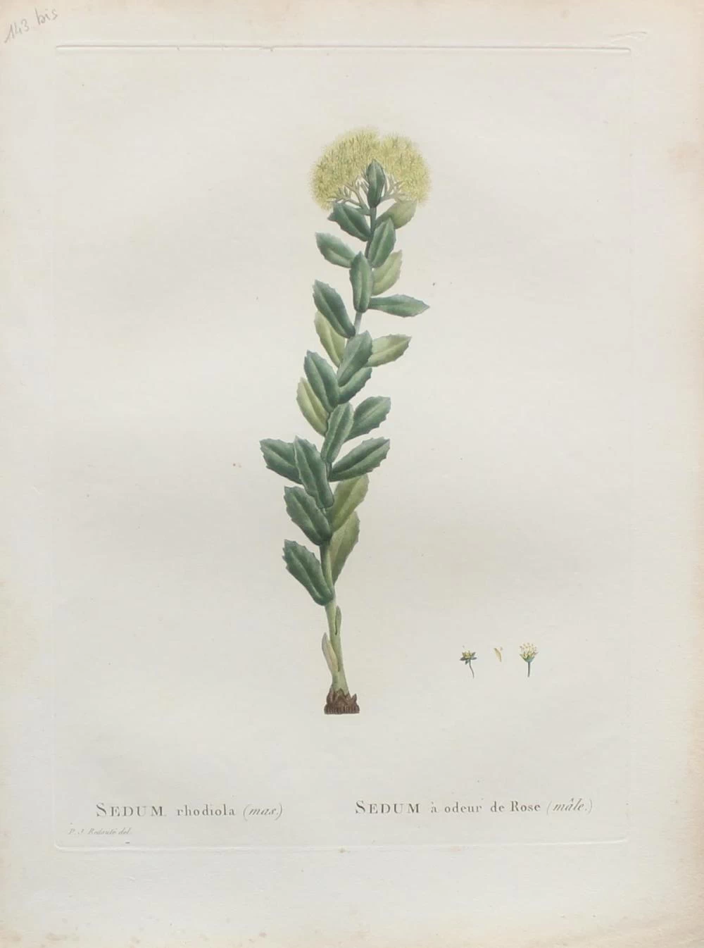 Sedum rhodiola